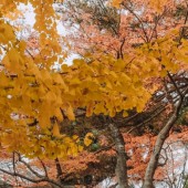 Fukushima - Những ngày thu thương nhớ